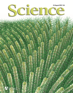 A periciliary brush promotes the lung health by separating the mucus layer from airway epithelia